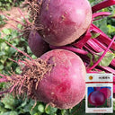 HC Purple Top Beet Seeds, 10g