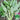 Large-Leaf White-Stem Water Spinach Seeds, 20g