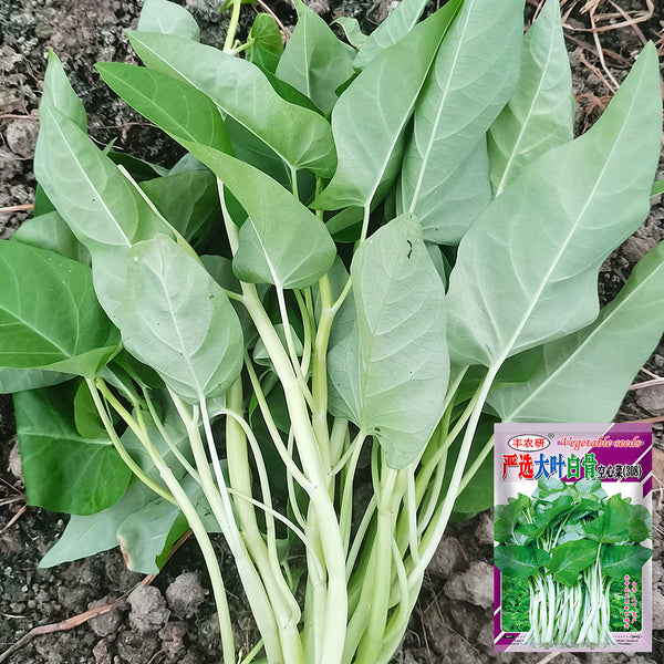 Large-Leaf White-Stem Water Spinach Seeds, 20g