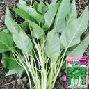Large-Leaf White-Stem Water Spinach Seeds, 20g