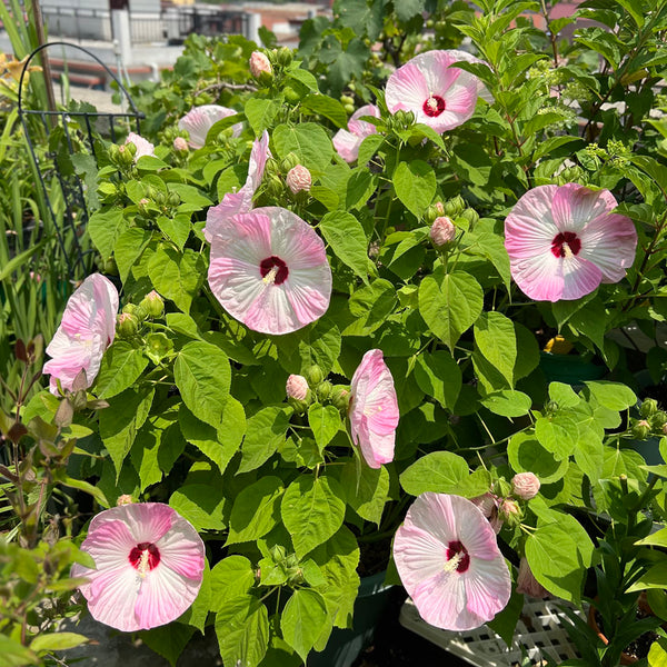 Swamp Rose Mallow Mixed Seeds, 100 Seeds