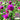Hezhichun Purple Globe Amaranth Seeds, 1g