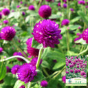 Hezhichun Purple Globe Amaranth Seeds, 1g