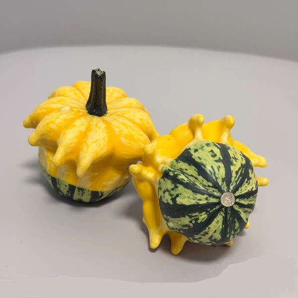Crown of Thorns Gourd Seeds, 10 Seeds