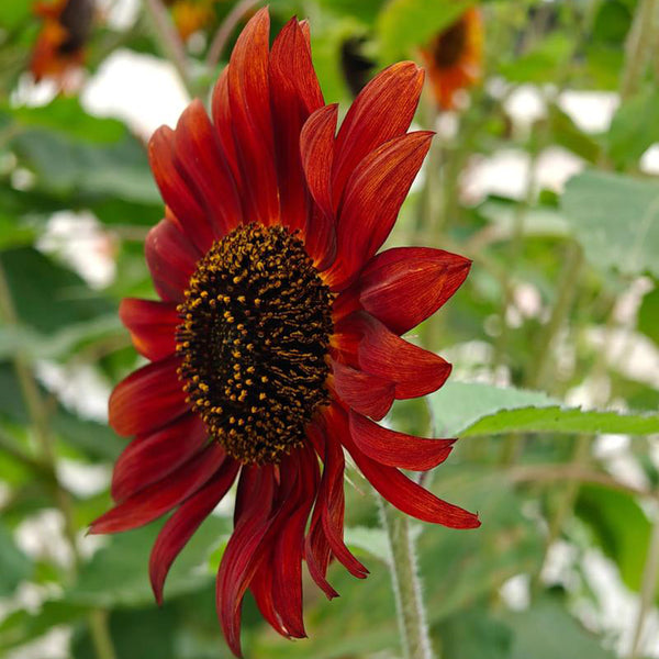 HEL09 Red Sunflower, 100 Seeds