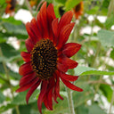 HEL09 Red Sunflower, 100 Seeds