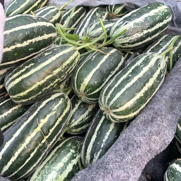 Shengmei No.1 F1 Melon, 200 Seeds
