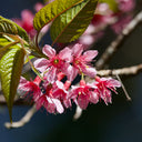 Winter Cherry Seeds, 10g