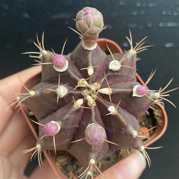 Gymnocalycium mihanovichii 'Hibotan Purple', 3-4cm