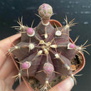 Gymnocalycium mihanovichii 'Hibotan Purple', 3-4cm