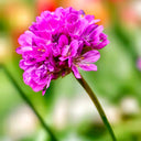 Sea Thrift Armeria Maritima, 10 Seeds