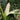 'White Horse Tooth' Corn, 50 Seeds
