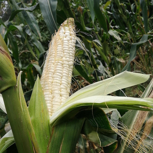 'White Horse Tooth' Corn, 50 Seeds
