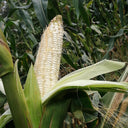 'White Horse Tooth' Corn, 50 Seeds