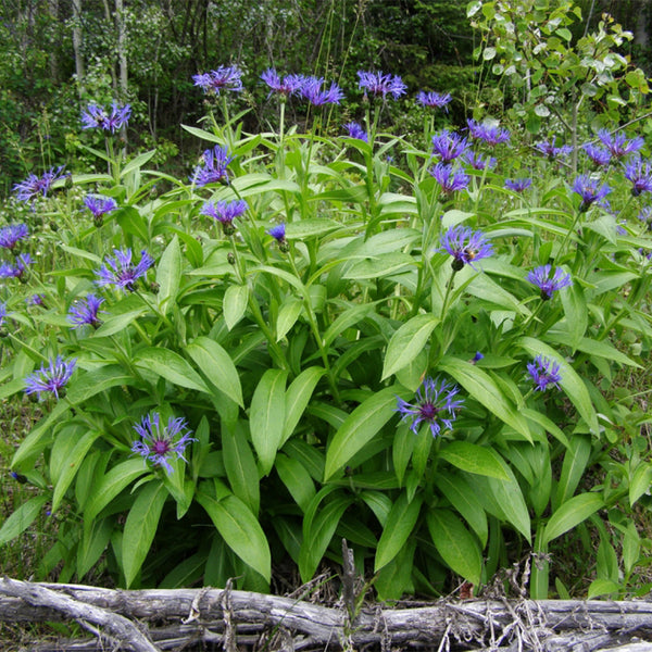 Mountain Bluet, 100 Seeds