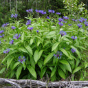 Mountain Bluet, 100 Seeds