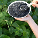 Black Cowpea, 50 Seeds