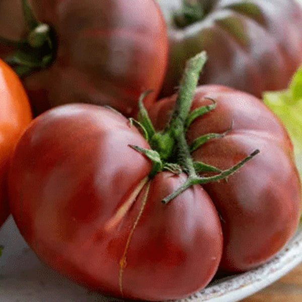 Krim Tomato, 10 Seeds