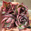 Echeveria cv. 'Fairy of Stunning Grace', 2pcs x 1-head