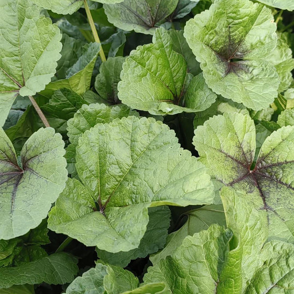 Chinese Mallow Seeds, 10g
