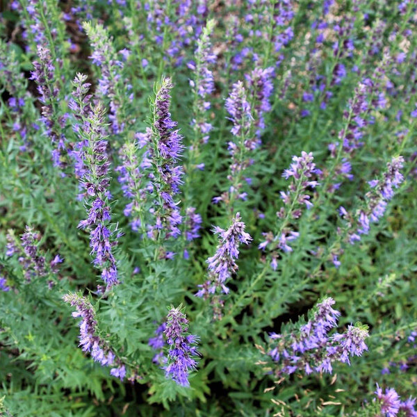 Blue Hyssop Herb, 10 Seeds