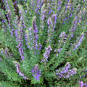 Blue Hyssop Herb, 10 Seeds