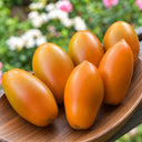 511 Butterscotch Tomato, 5 Seeds