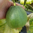 Huajun Emerald Sweet Melon Seeds, 50 Seeds