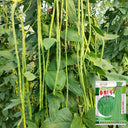 Chunxiu No.7 Long Bean Seeds, 200g