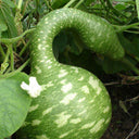 Hezhichun Speckled Swan Gourd, 10 Seeds