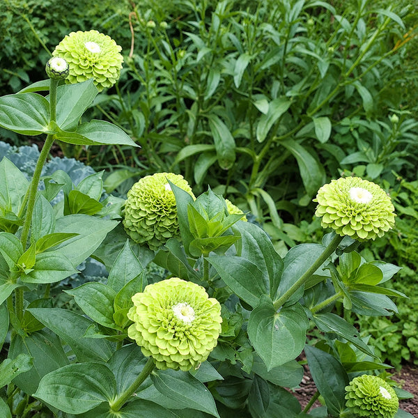 W1349 Envy Zinnia, 100 Seeds