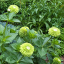 W1349 Envy Zinnia, 100 Seeds
