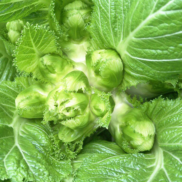 Keguang Baby Mustard Greens Seeds, 10g