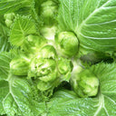 Keguang Baby Mustard Greens Seeds, 10g