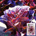 'Jing Zique' Lettuce Seeds, 5g