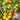 880 Blue Pom Pom Tomato, 5 Seeds