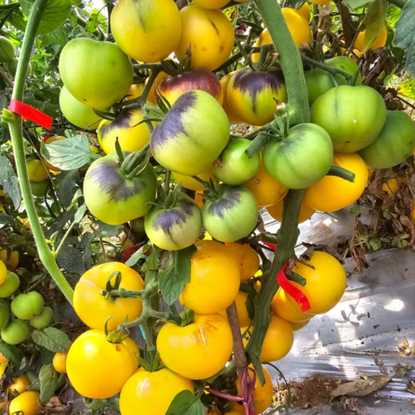880 Blue Pom Pom Tomato, 5 Seeds