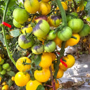 880 Blue Pom Pom Tomato, 5 Seeds
