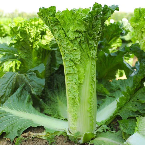 'Cuiqing No.8' Chinese Cabbage Seeds, 10g