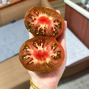 172 Dwarf King Aramis Tomato, 5 Seeds