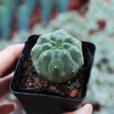 Matucana madisoniorum, 3-4cm