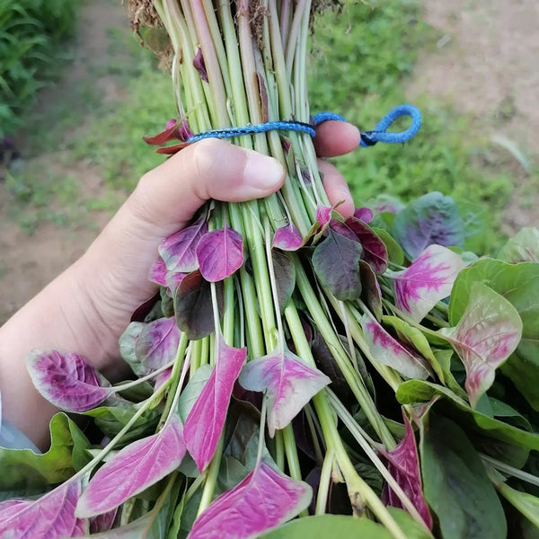 Pointed-Leaf Red Amaranth Seeds, 10g