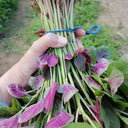 Pointed-Leaf Red Amaranth Seeds, 10g