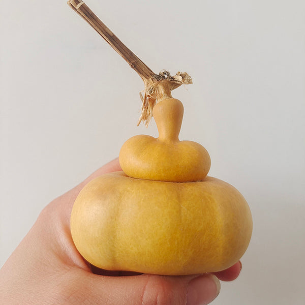 Money Bag Eight Treasures Gourd, 10 Seeds