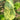 Long Knobbly Gourd, 5 Seeds
