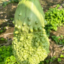 Long Knobbly Gourd, 5 Seeds