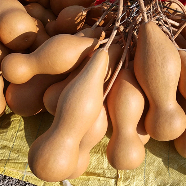 'Ben Zhang' Gourd, 10 Seeds
