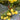 903 Sardinian White Wine Tomato, 5 Seeds