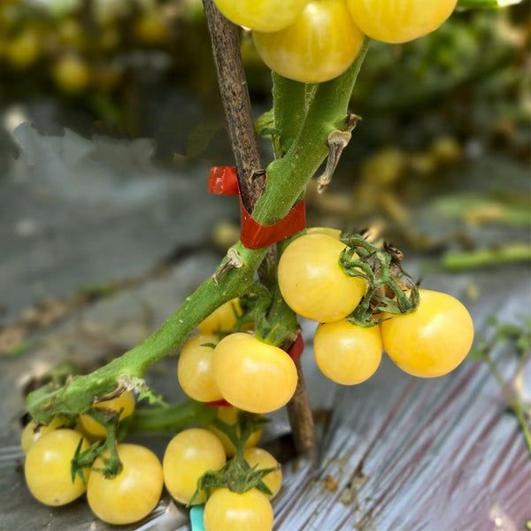 903 Sardinian White Wine Tomato, 5 Seeds