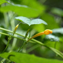 Yellow Little Cow Morning Glory, 10 Seeds